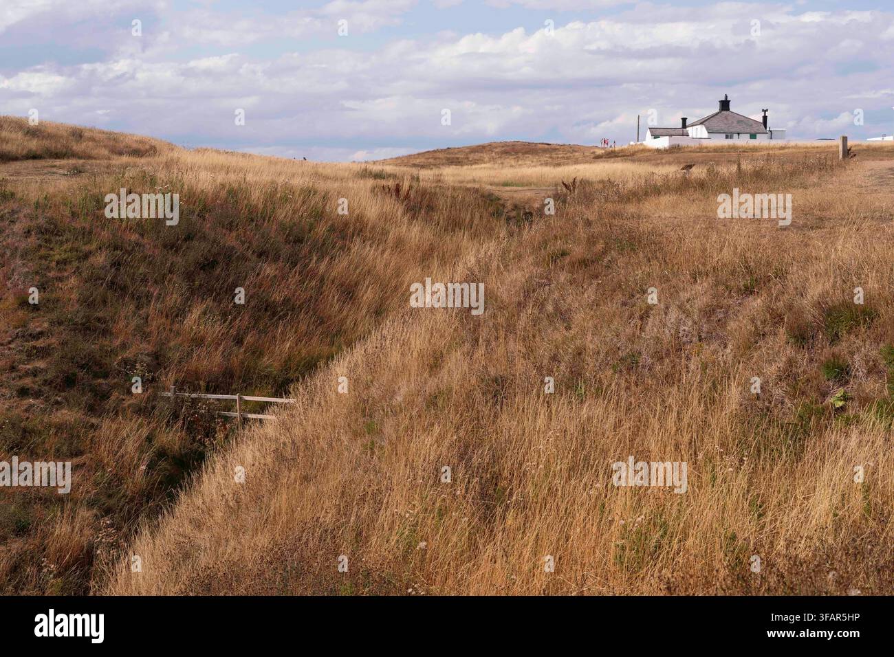 erba alta lungo le cime delle scogliere in estate, Flamborough Head, Yorkshire, Regno Unito. Foto Stock