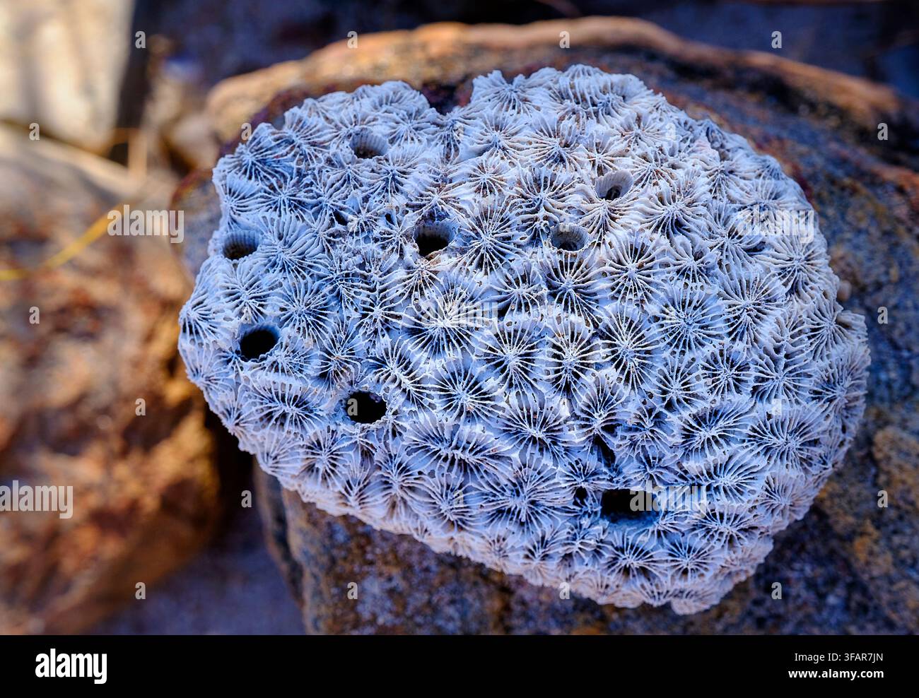 Fossile di corallo intricato a Freshwater Cove, Doubtful Bay, Kimberley, Australia Foto Stock