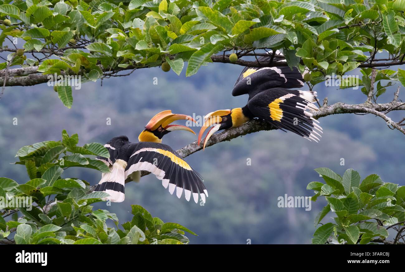 Il grande tacchino (Buceros bicornis), noto anche come tacchino dal casco concavo, grande tacchino indiano o grande tacchino maculato, è uno dei più grandi Foto Stock