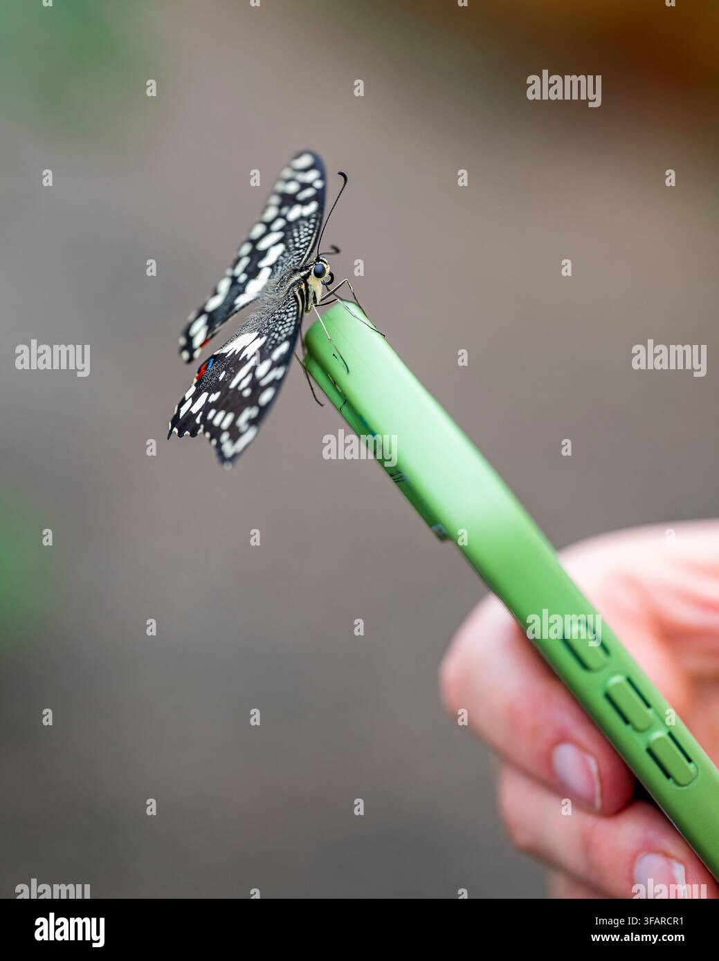 Farfalla Lime appollaiata su uno Smartphone Verde Foto Stock