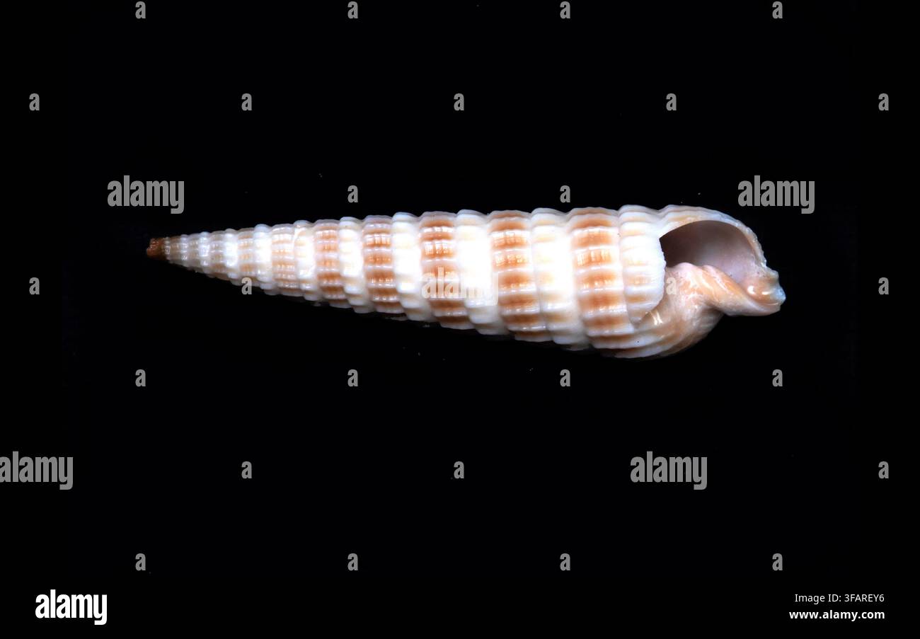 Auger orientale (Neoterebra dislocata), chiamata anche Auger della Florida, è un piccolo gasteropode marino carnivoro noto per il suo guscio sottile e nervato e il suo veleno Foto Stock