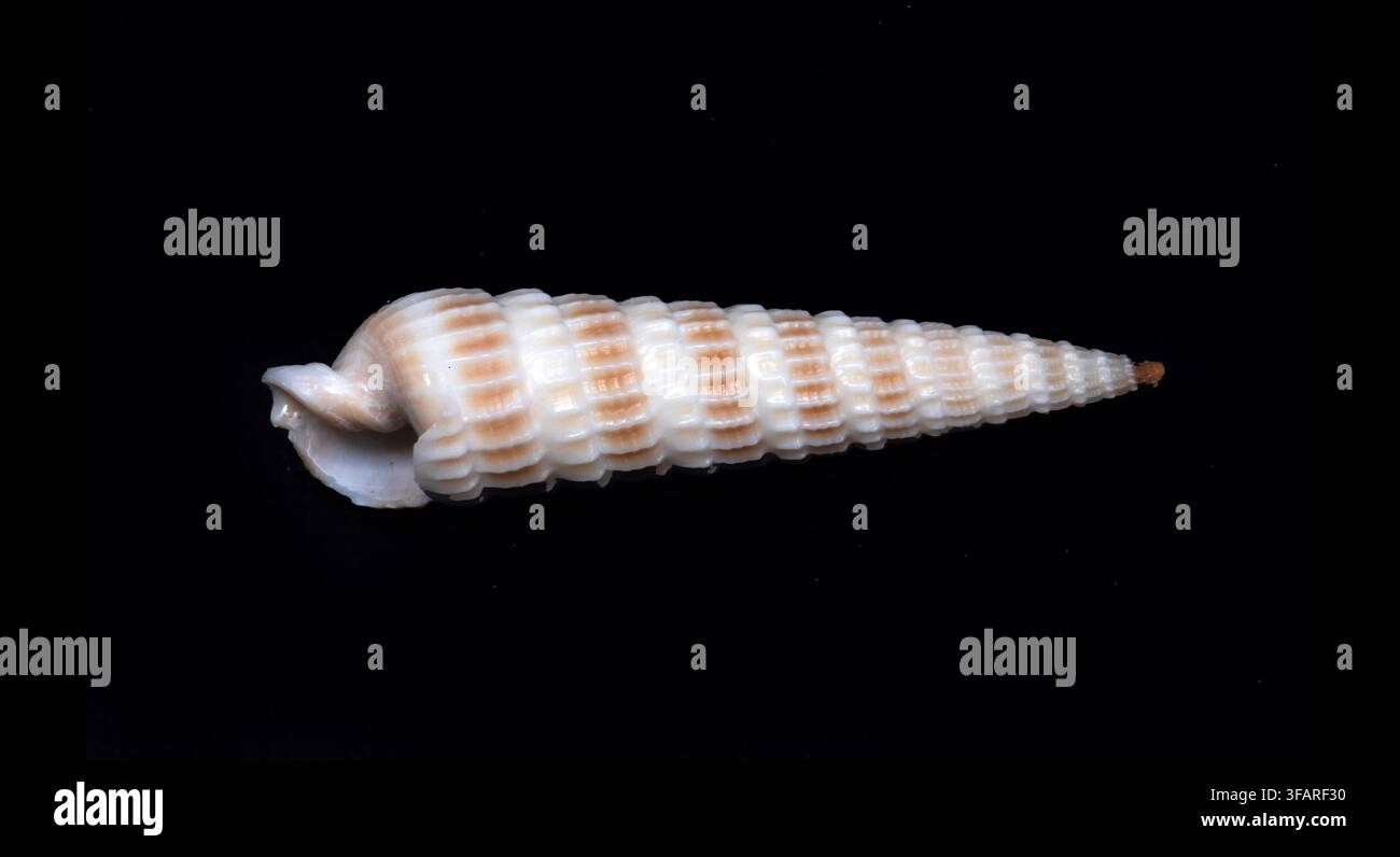 Auger orientale (Neoterebra dislocata), chiamata anche Auger della Florida, è un piccolo gasteropode marino carnivoro noto per il suo guscio sottile e nervato e il suo veleno Foto Stock