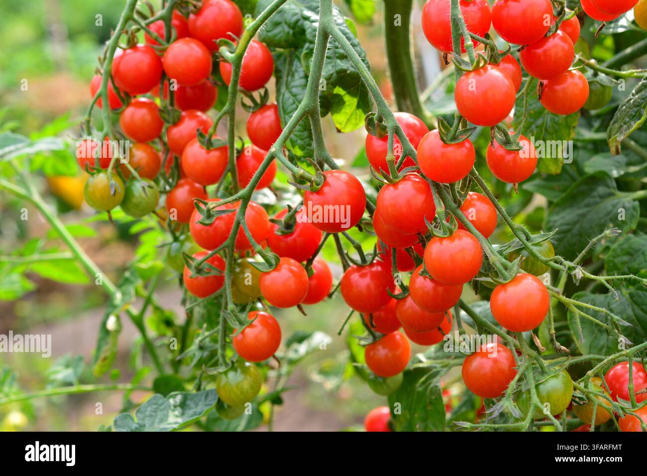 molte vivaci pomodorini rossi che maturano sulla vite in un giardino Foto Stock