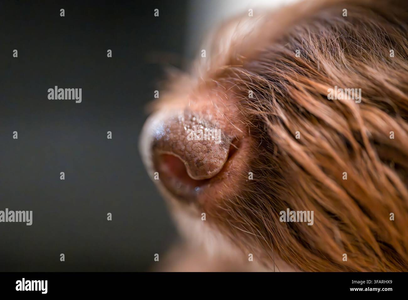 primo piano di cani naso Foto Stock