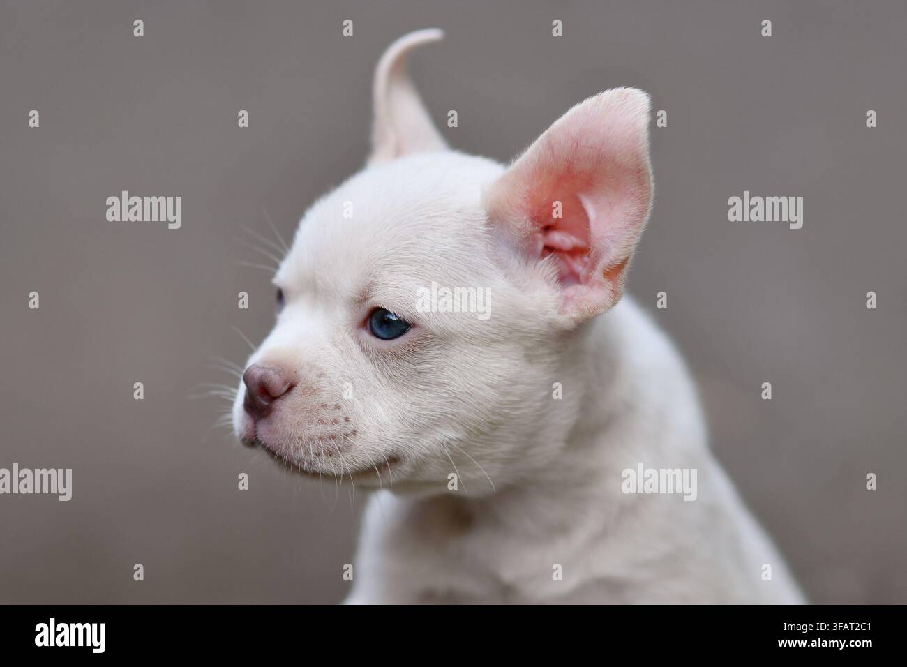 Prima vista laterale di un cucciolo di bulldog francese bianco platino che mostra un lungo muso sano Foto Stock