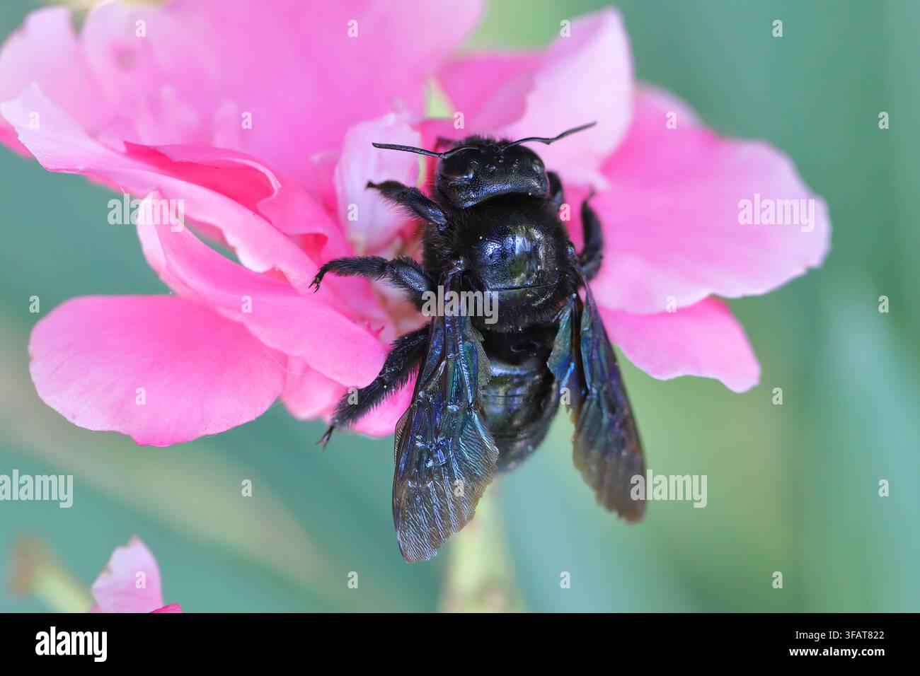 Ape carpentiere nome latino xylocopa violacea. È chiamata l'ape nera. Foto Stock