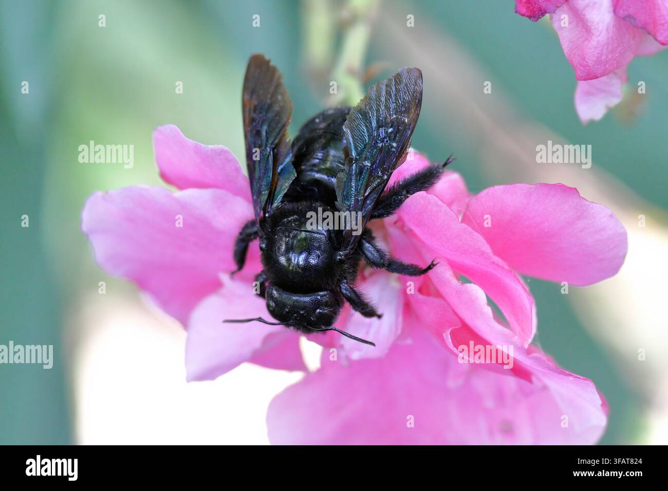 Una grande ape carpentiere viola (Xylocopa violacea) con ali iridescenti raccoglie polline da un fiore in fiore in un giardino estivo all'aperto. Foto Stock