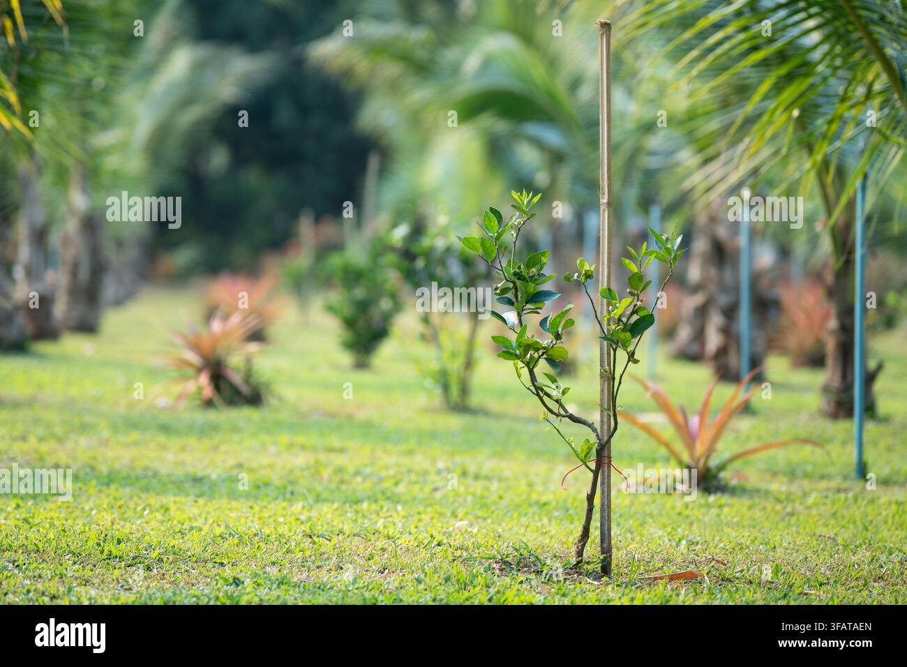 Campo agricolo con alberi di lime nel villaggio rurale della Thailandia, piantagione agricola per la coltivazione di agrumi. Foto Stock
