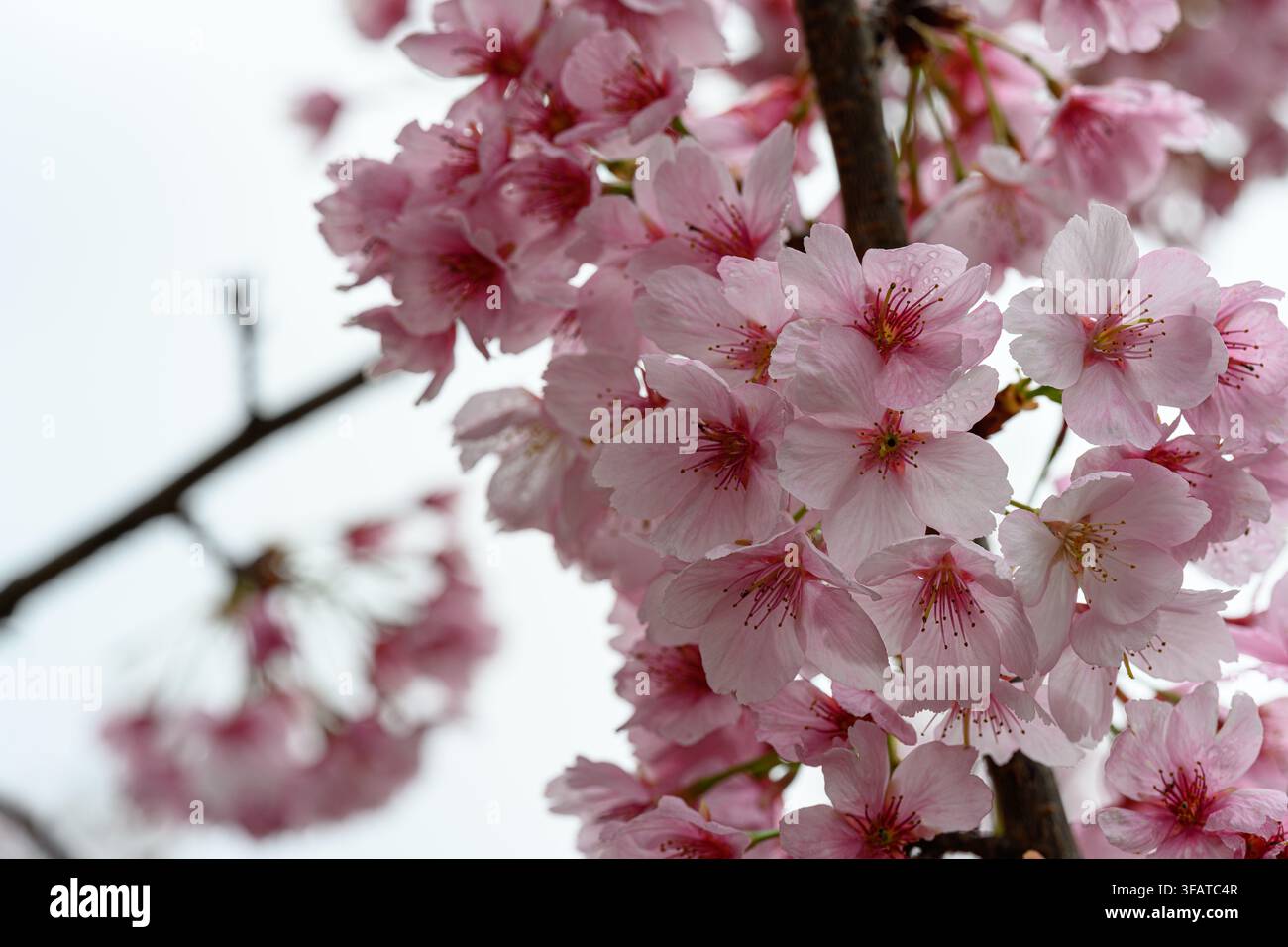 I fiori di ciliegio rosa sbocciano delicatamente contro un cielo soffice. I petali brillano di tonalità delicate, incorniciati da rami sottili. La bellezza effimera della natura catturata Foto Stock