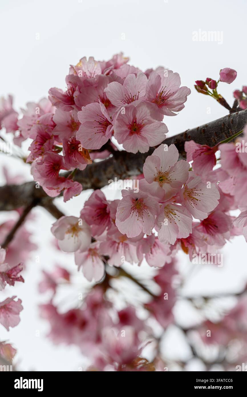 Fiori rosa morbidi si aggrappano a un ramo snello. Petali delicati brillano contro un cielo pallido. La bellezza fugace della primavera catturata in una dolce messa a fuoco. Ideale per fl Foto Stock