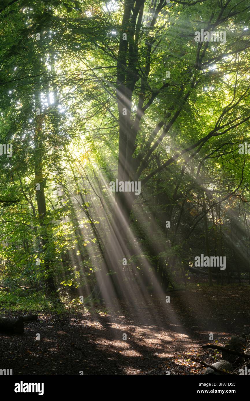 Bosco di faggi - prima mattina con raggi di sole. Surrey, Regno Unito Foto Stock