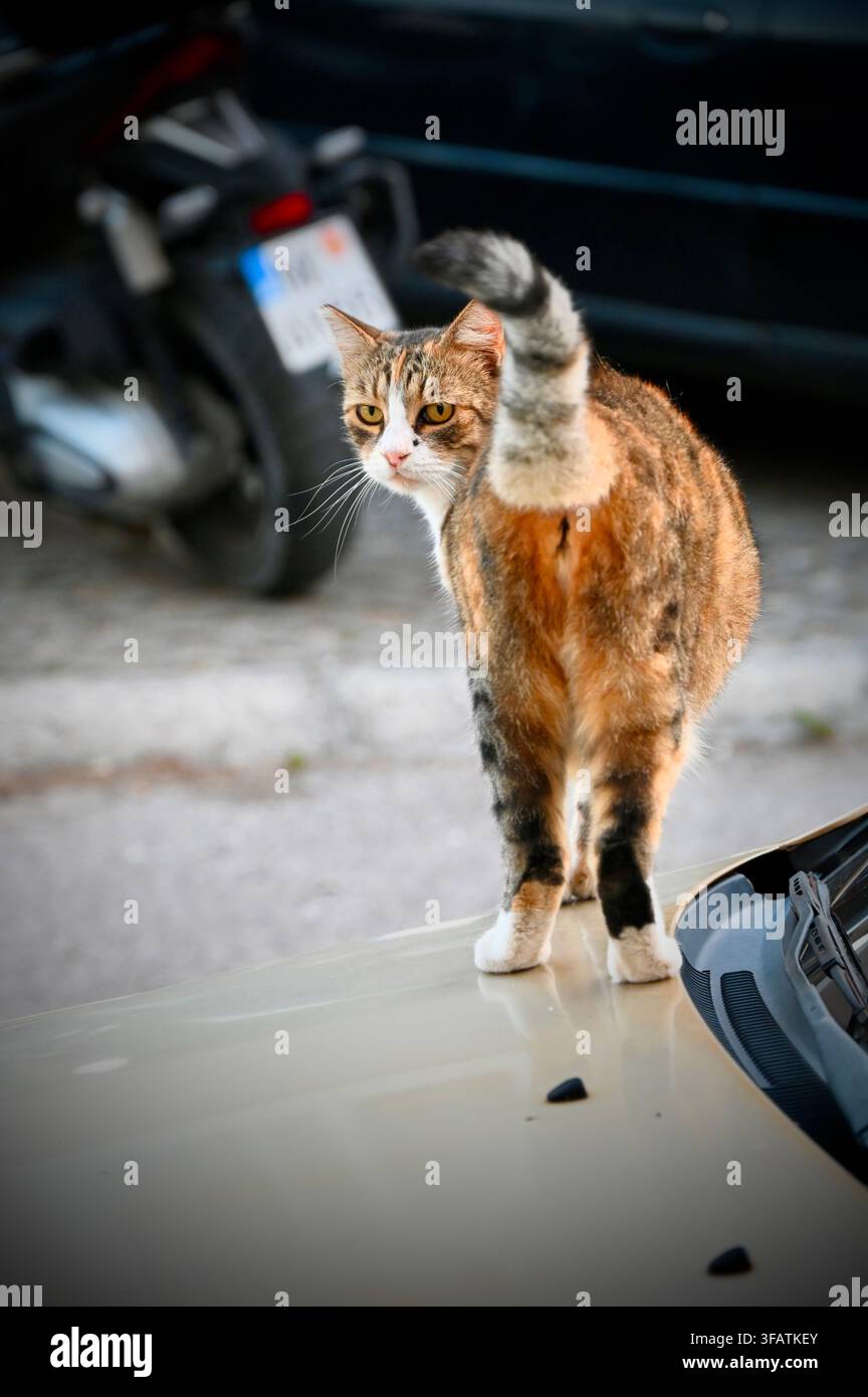Una fotografia verticale a tutta altezza che cattura un gatto tabby calico in piedi sul cofano di un'auto con la coda striata sollevata, che guarda all'indietro sopra la spalla con un'espressione vigile. Foto Stock