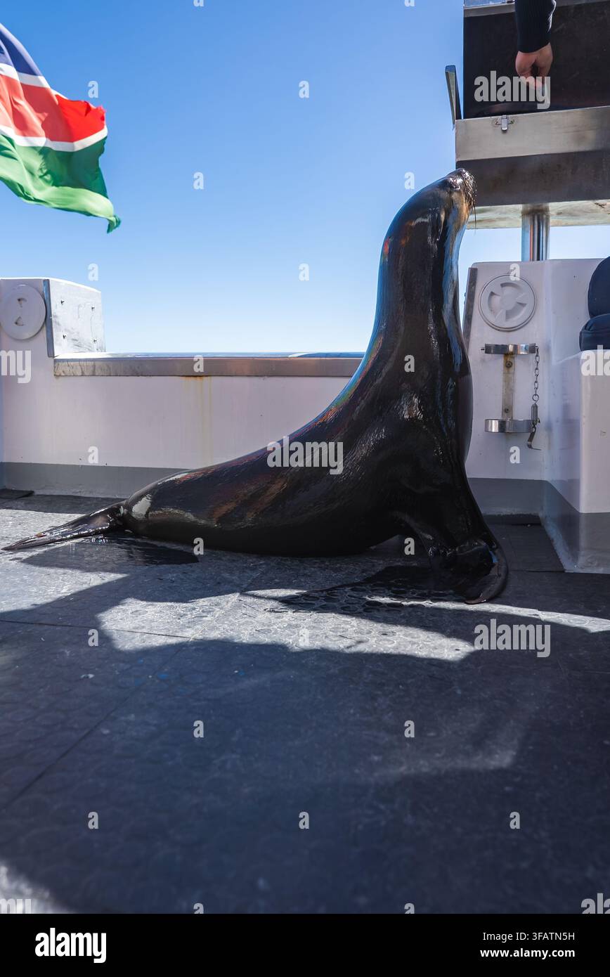 Un foca si riposa sul ponte di un catamarano turistico in Namibia Foto Stock