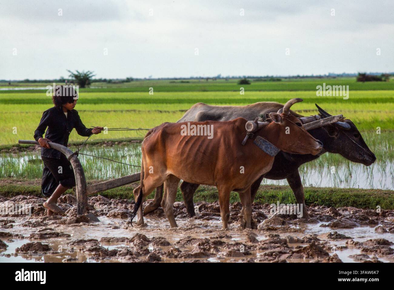 Cambogia: Una donna ara il campo di riso prima di ripiantare il riso trapiantato. Con così tanti uomini uccisi durante gli anni di Pol Pot, le donne devono spesso fare lavori che tradizionalmente erano svolti dagli uomini. Foto Stock