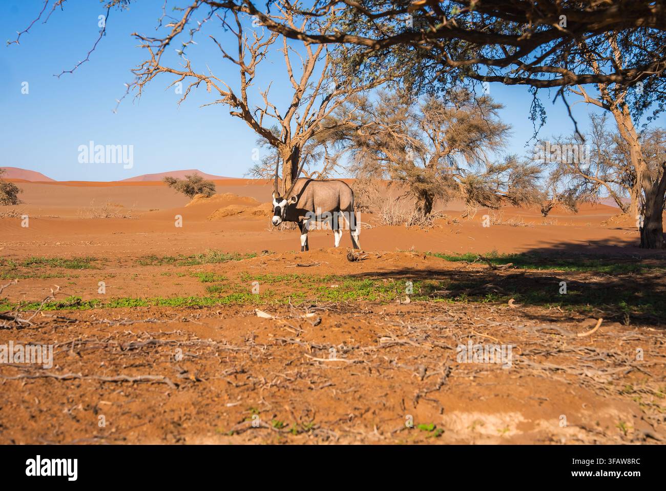 Gemsbok vicino ad alberi del deserto a Sossusvlei, Namibia Foto Stock