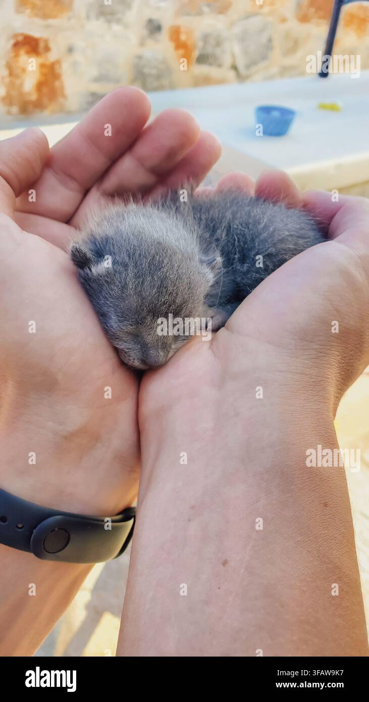 Piccolo gattino grigio neonato che dorme pacificamente nelle mani umane all'aperto, primo piano, momento tenero, foto stock. Foto Stock
