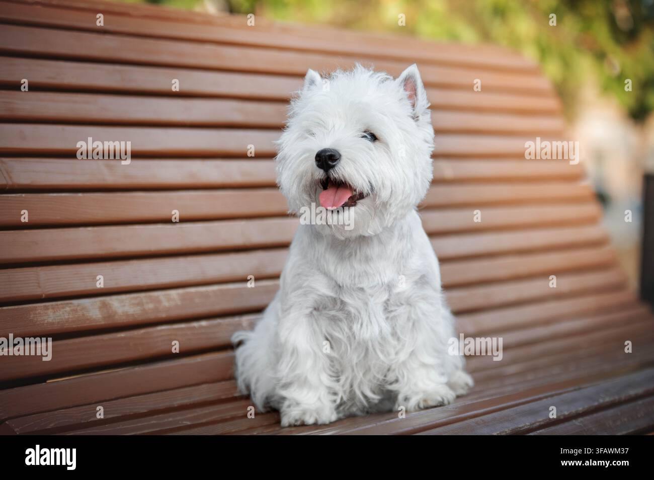 Terrier bianco West Highland seduto su una panchina di legno e che guarda l'obiettivo. Concetto di piccolo cane da compagnia e fotografia di animali domestici all'aperto. Foto Stock