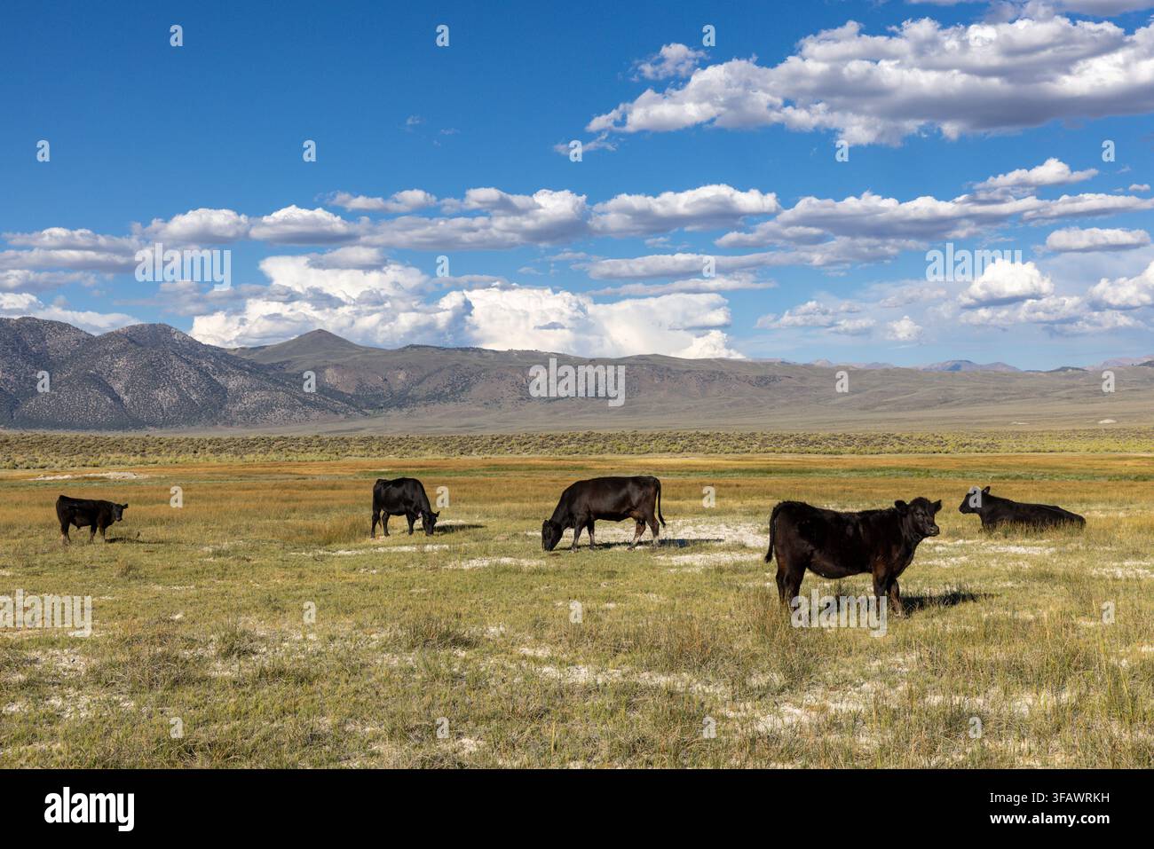 Bestiame al pascolo lungo il fiume Owens nella Eastern Sierra della California il 14 agosto 2026 Ð una scena tranquilla collegata a una storia molto più ampia sulla carenza di bestiame Foto Stock