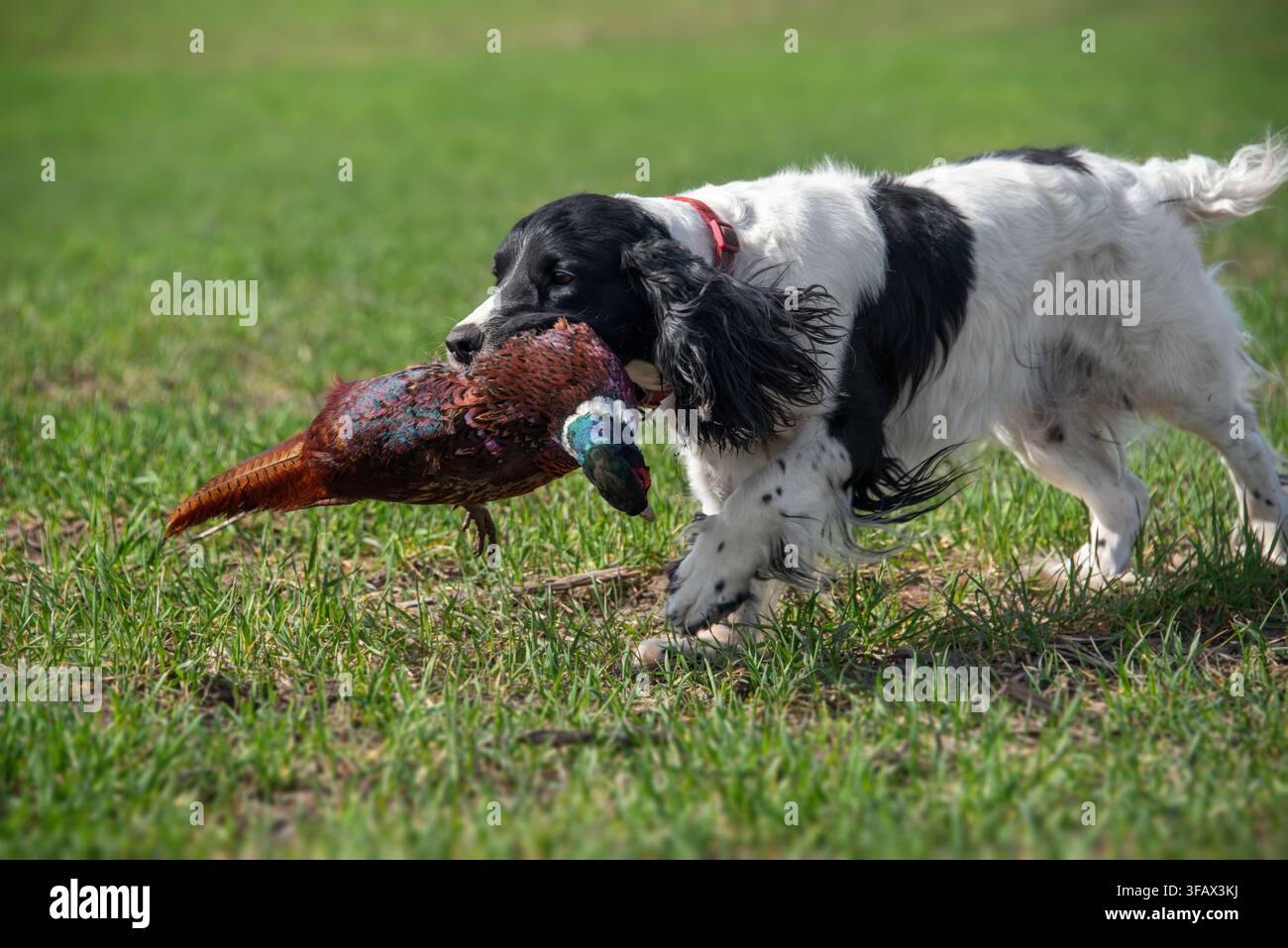 Spaniel bianco con macchie nere porta un fagiano trofeo alla bocca al suo proprietario. Cani da caccia. Foto Stock