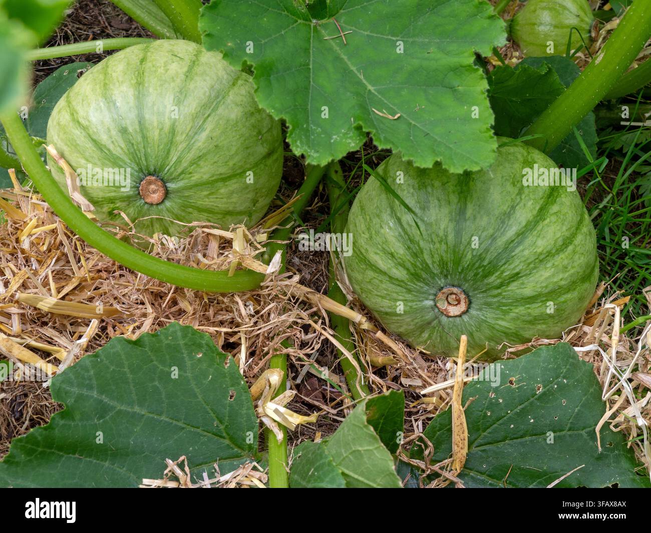 Zucchino invernale, Leckor F1, che si sviluppa in un giardino Foto Stock