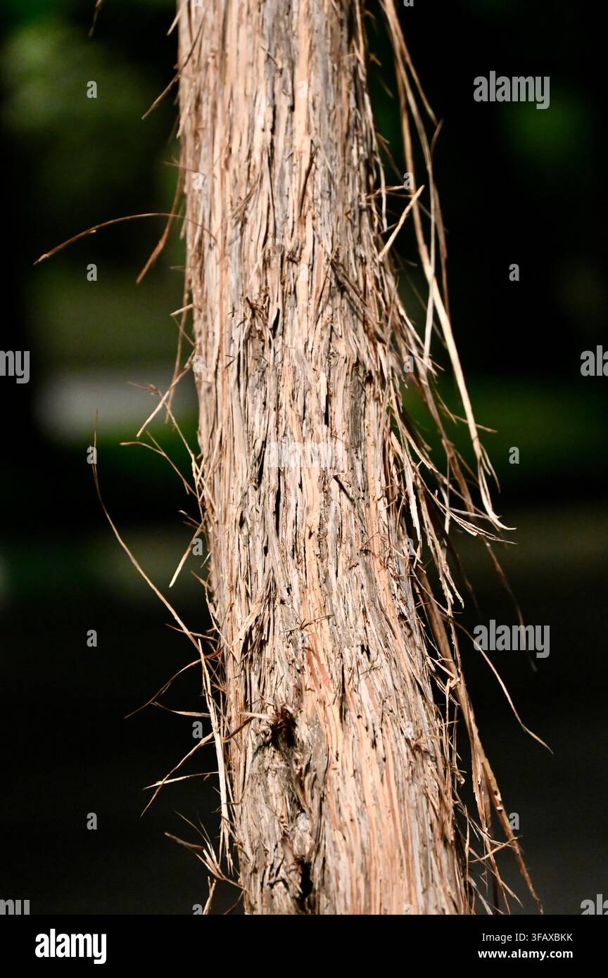 Fotografia verticale in primo piano di un tronco d'albero coperto da una corteccia marrone ruvida, filamentosa e fibrosa, scattata all'aperto con luce naturale e uno sfondo leggermente sfocato. Foto Stock