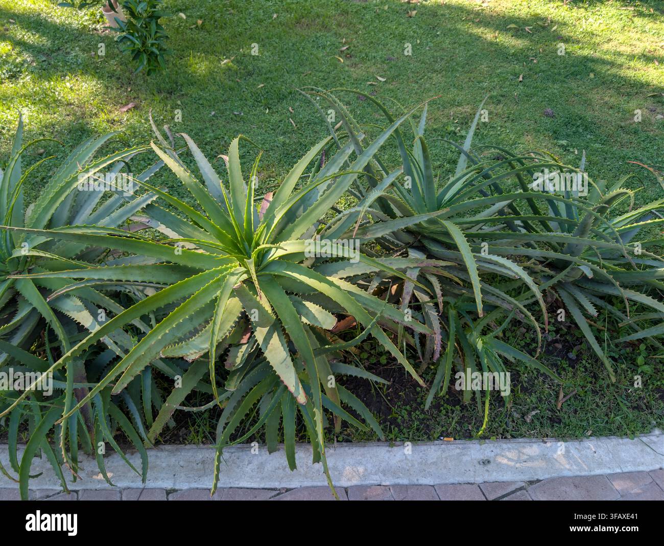 Piante mature di Aloe arborescens che formano rosette dense di lunghe foglie verdi seghettate in un letto da giardino paesaggistico. Buenos Aires, Argentina, 26 ottobre 2 Foto Stock