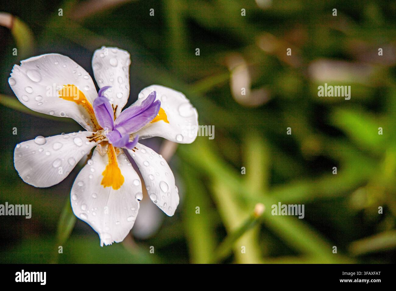 Singola fiore di iris selvatico bianco e viola con gocce di pioggia, isolato su un morbido sfondo sfocato di fogliame verde, delicato sfondo botanico primaverile della natura. Foto Stock