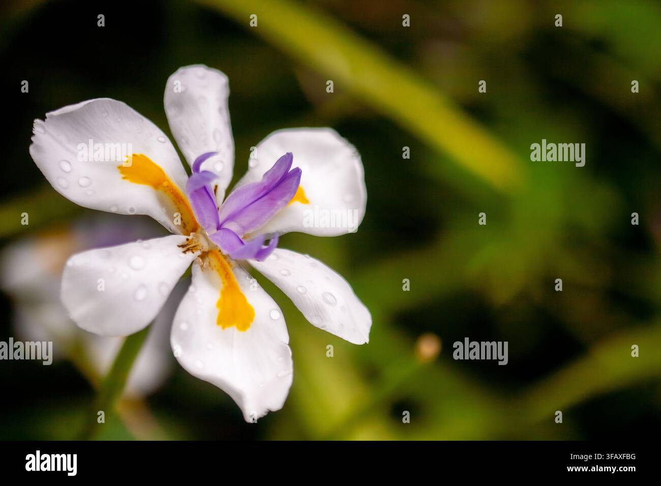 Singola fiore di iris selvatico bianco e viola con gocce di pioggia, isolato su un morbido sfondo sfocato di fogliame verde, delicato sfondo botanico primaverile della natura. Foto Stock