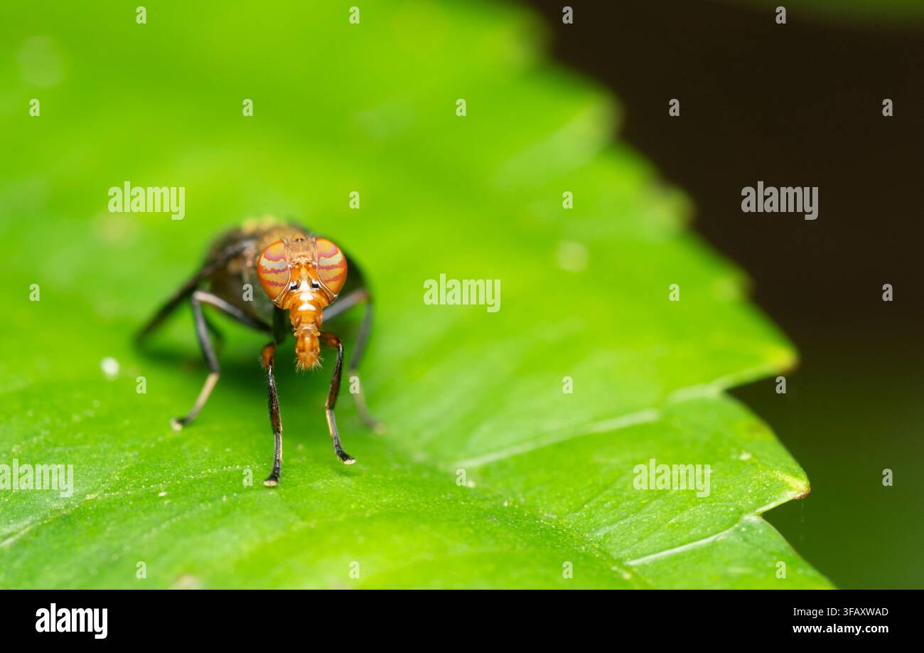Mosca macro con occhi composti a motivi sorprendenti Foto Stock