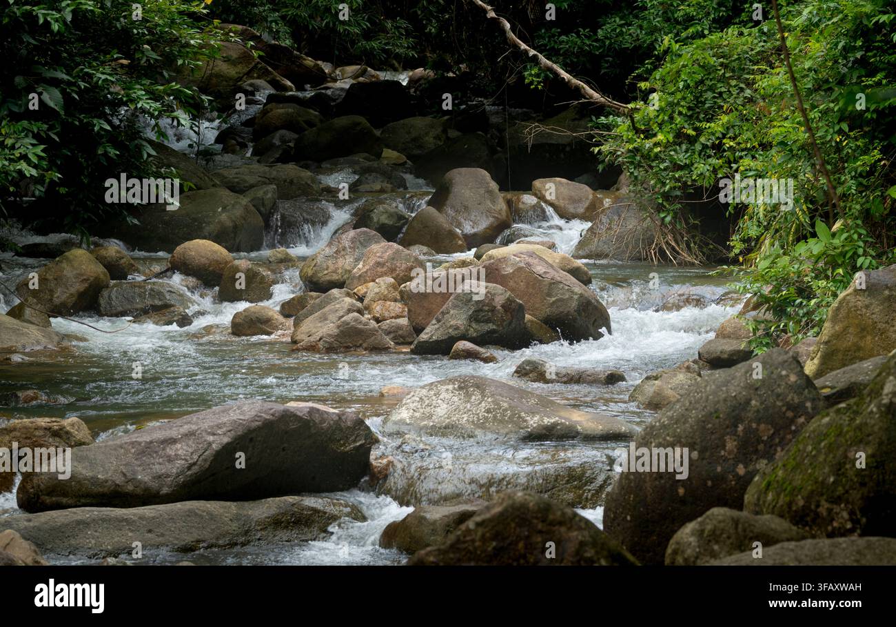 Ruscello della foresta pluviale roccioso che scorre attraverso la giungla Foto Stock