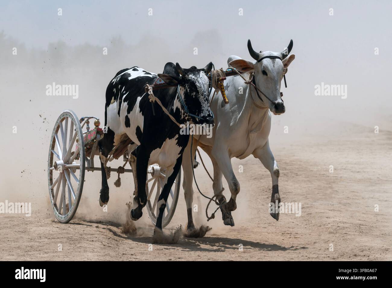 Gara di carri trainati da buoi nel Punjab, Pakistan Foto Stock
