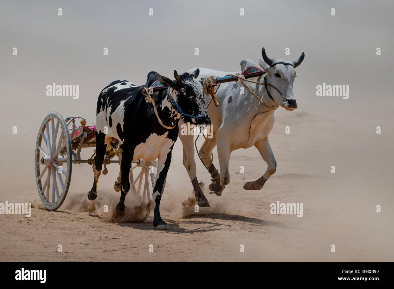 Gara di carri trainati da buoi nel Punjab, Pakistan Foto Stock