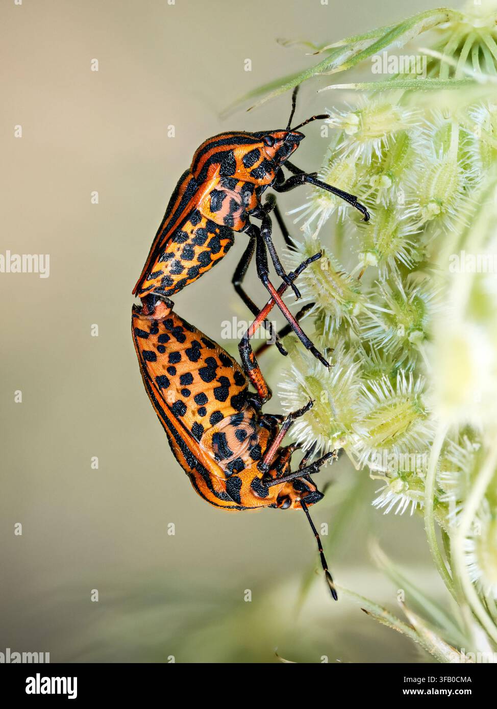 Due insetti Graphosoma italicum accoppiati su una pianta a Cheny. Foto Stock