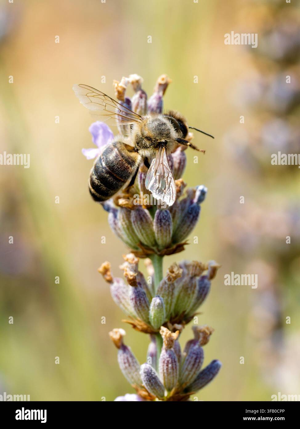 Ape mellifera occidentale (Apis mellifera) che raccoglie nettare su fiori di lavanda a Venoy, Francia Foto Stock