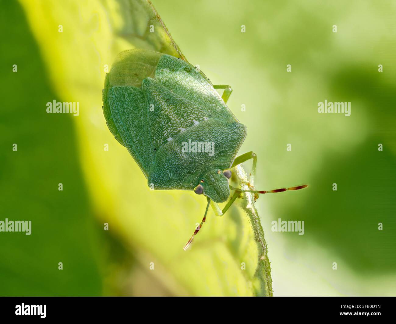Cimice verde (Nezara viridula) su una foglia a Cheny. Foto Stock