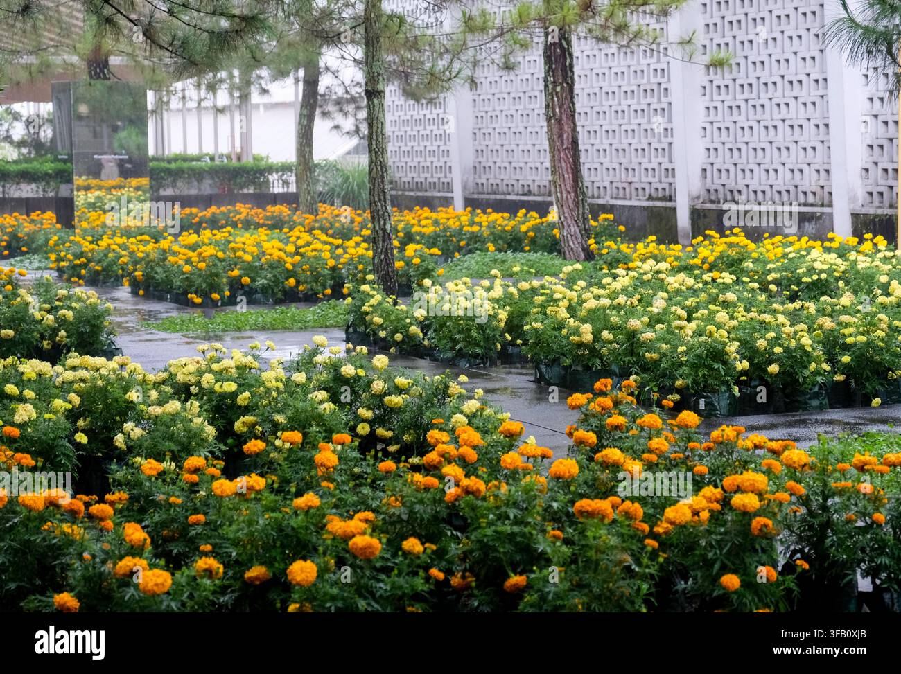 Vibrante giardino di fiori di calendula arancioni e gialli con pini e terreno bagnato Foto Stock