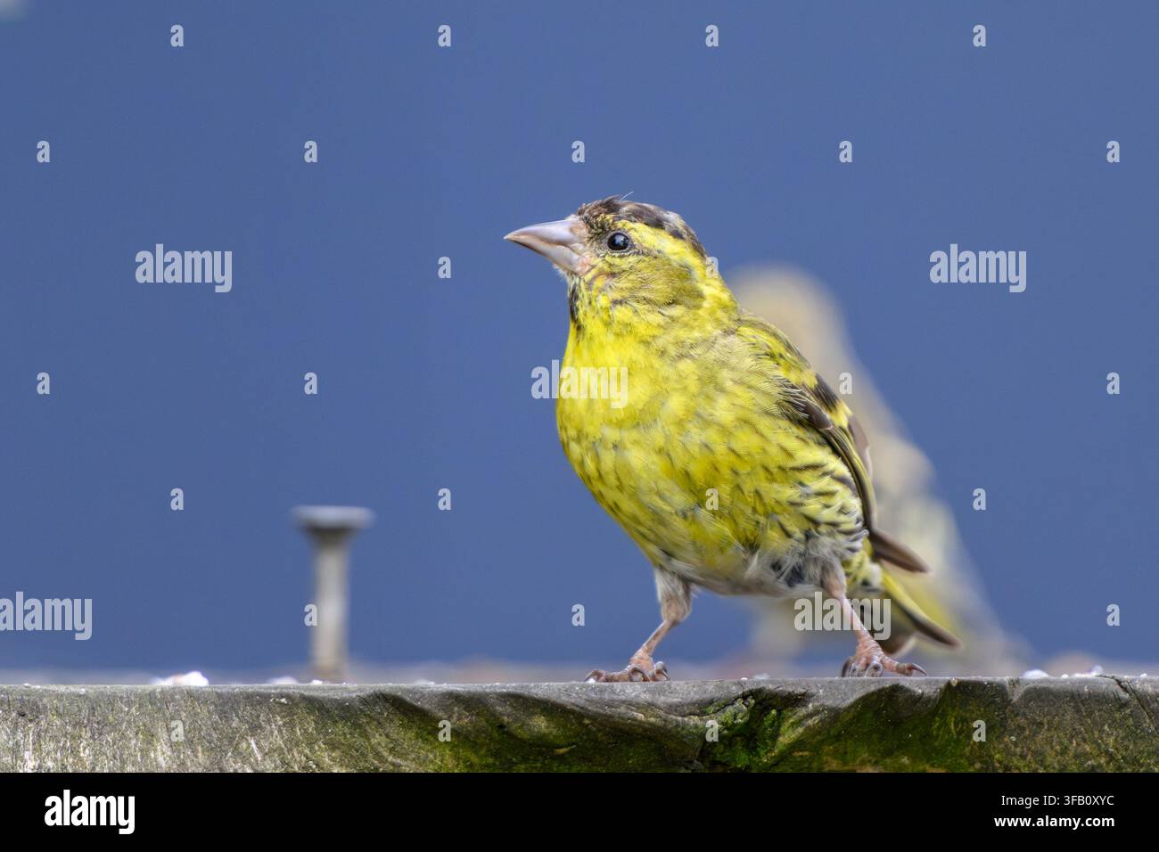 Uccello Siskia giallo appollaiato su un pezzo di legno Foto Stock