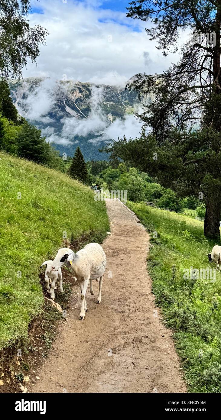 Peccore con agnello che cammina su un sentiero escursionistico montano con picchi alpini sullo sfondo - Immagine stock catturata con smartphone