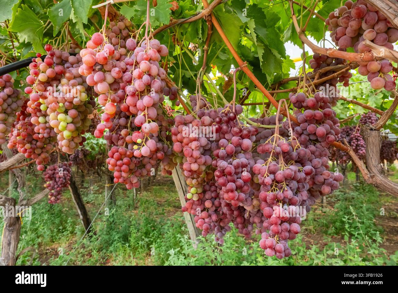 Uve rosse mature appese alle viti in un vigneto Foto Stock