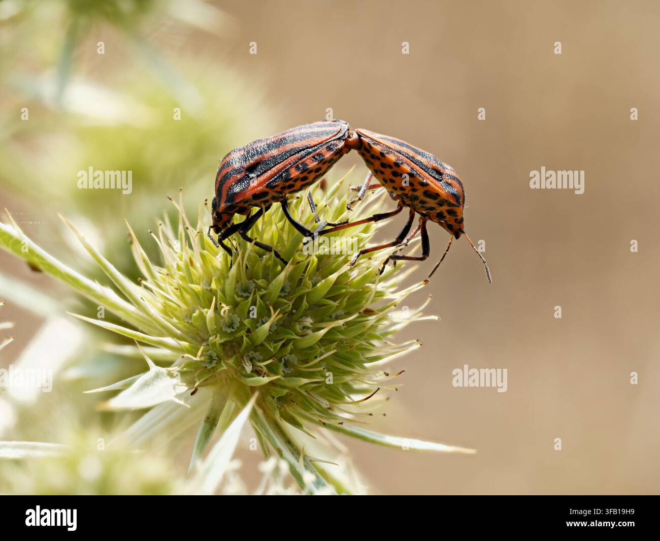 Due cimici scudato Graphosoma italicum si accoppiano su un fiore di cardo a Venoy. Foto Stock