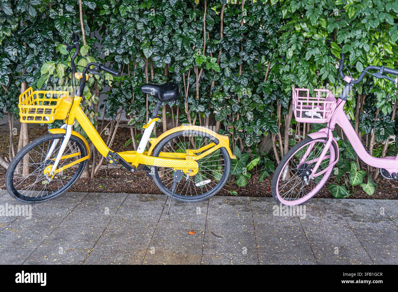 Biciclette gialle e rosa parcheggiate vicino a una siepe verde. Foto Stock
