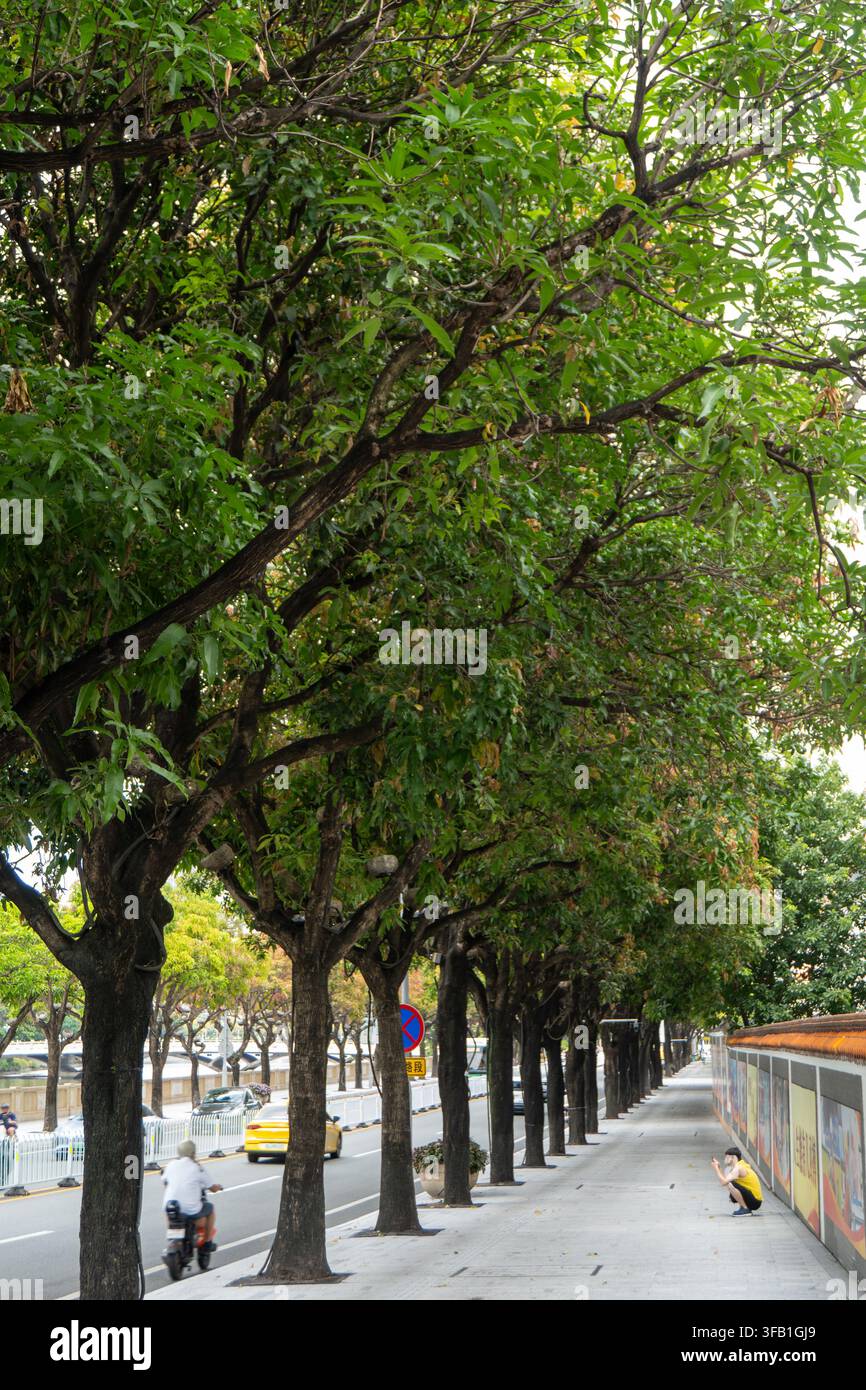 Via urbana fiancheggiata da alti alberi verdi. Foto Stock