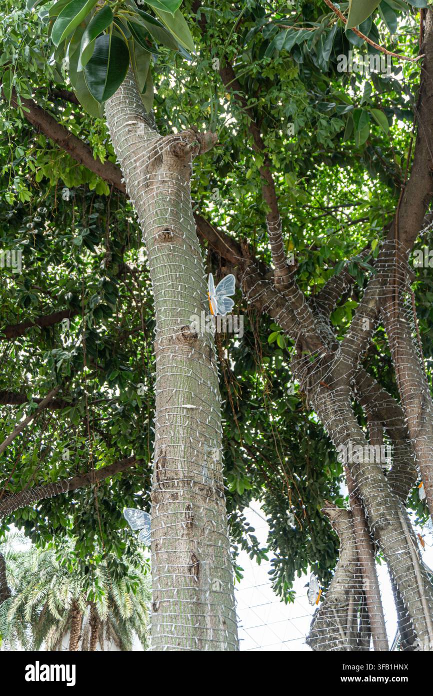 Alberi alti con rete protettiva in un ambiente tropicale. Foto Stock