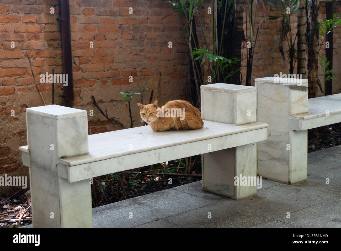Gatto arancione che riposa su una panchina di marmo all'aperto. Foto Stock