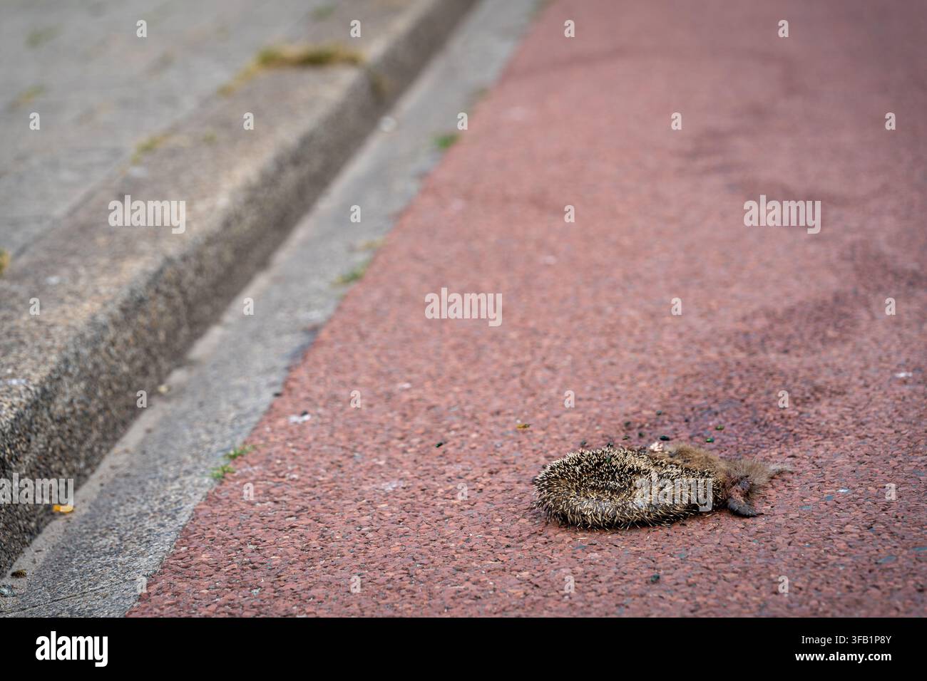 Tartaruga stradale su una strada nei Paesi Bassi Foto Stock