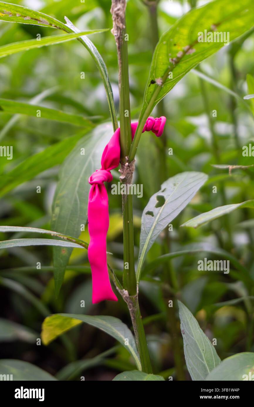 Nastro rosa legato attorno al fusto di una pianta in una vegetazione lussureggiante. Foto Stock