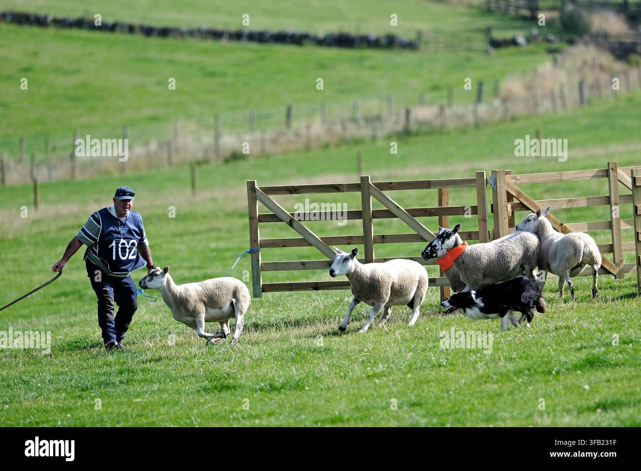 Perth, UK. 22 agosto 2026. 102 Alexander McCulloch, con il suo cane Sam, partecipa alle prove nazionali scozzesi di cani da pastore della Società Internazionale dei Cani da Pastore, 2026, che si svolgono alla Letham Farm, Glenfarg vicino a Perth, Scozia, UK. Addestratori e cani partecipano alla competizione individuale il giorno 3 dell'evento come preludio ai campionati del mondo che si terranno a settembre alla Huntington Farm, Lauder. (Credit: Rob Gray/Alamy Live News) Foto Stock