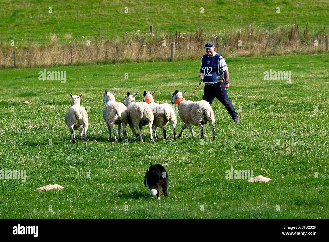 Perth, UK. 22 agosto 2026. 102 Alexander McCulloch, con il suo cane Sam, partecipa alle prove nazionali scozzesi di cani da pastore della Società Internazionale dei Cani da Pastore, 2026, che si svolgono alla Letham Farm, Glenfarg vicino a Perth, Scozia, UK. Addestratori e cani partecipano alla competizione individuale il giorno 3 dell'evento come preludio ai campionati del mondo che si terranno a settembre alla Huntington Farm, Lauder. (Credit: Rob Gray/Alamy Live News) Foto Stock