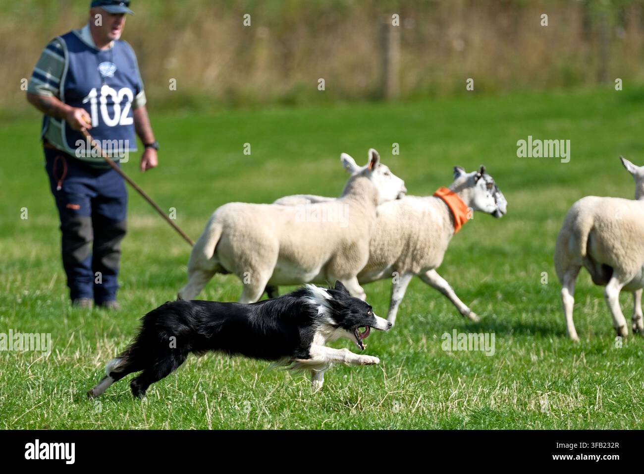 Perth, UK. 22 agosto 2026. 102 Alexander McCulloch, con il suo cane Sam, partecipa alle prove nazionali scozzesi di cani da pastore della Società Internazionale dei Cani da Pastore, 2026, che si svolgono alla Letham Farm, Glenfarg vicino a Perth, Scozia, UK. Addestratori e cani partecipano alla competizione individuale il giorno 3 dell'evento come preludio ai campionati del mondo che si terranno a settembre alla Huntington Farm, Lauder. (Credit: Rob Gray/Alamy Live News) Foto Stock