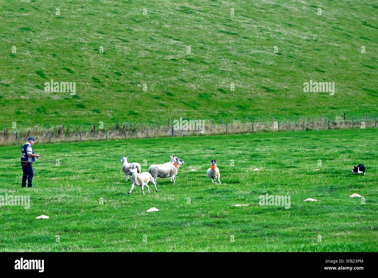 Perth, UK. 22 agosto 2026. 102 Alexander McCulloch, con il suo cane Sam, partecipa alle prove nazionali scozzesi di cani da pastore della Società Internazionale dei Cani da Pastore, 2026, che si svolgono alla Letham Farm, Glenfarg vicino a Perth, Scozia, UK. Addestratori e cani partecipano alla competizione individuale il giorno 3 dell'evento come preludio ai campionati del mondo che si terranno a settembre alla Huntington Farm, Lauder. (Credit: Rob Gray/Alamy Live News) Foto Stock